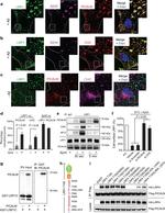 Clathrin Heavy Chain Antibody