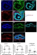 Cytokeratin 19 Antibody in Immunocytochemistry, Immunohistochemistry (Paraffin) (ICC/IF, IHC (P))