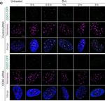 Mouse IgG (H+L) Highly Cross-Adsorbed Secondary Antibody in Immunocytochemistry (ICC/IF)