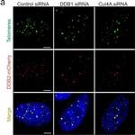 Mouse IgG (H+L) Highly Cross-Adsorbed Secondary Antibody in Immunocytochemistry (ICC/IF)