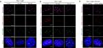 Mouse IgG (H+L) Highly Cross-Adsorbed Secondary Antibody in Immunocytochemistry (ICC/IF)