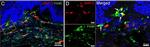 Rabbit IgG (H+L) Cross-Adsorbed Secondary Antibody in Immunohistochemistry (Frozen) (IHC (F))