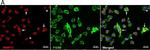 Rabbit IgG (H+L) Cross-Adsorbed Secondary Antibody in Immunocytochemistry (ICC/IF)