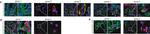 Mouse IgG (H+L) Cross-Adsorbed Secondary Antibody in Immunohistochemistry (Frozen) (IHC (F))