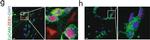 Mouse IgG (H+L) Cross-Adsorbed Secondary Antibody in Immunohistochemistry (Frozen) (IHC (F))