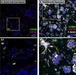 Mouse IgG (H+L) Highly Cross-Adsorbed Secondary Antibody in Immunohistochemistry (Paraffin) (IHC (P))