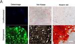 Mouse IgG (H+L) Highly Cross-Adsorbed Secondary Antibody in Immunohistochemistry (IHC)