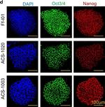 Mouse IgG (H+L) Highly Cross-Adsorbed Secondary Antibody in Immunocytochemistry (ICC/IF)