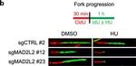 Rat IgG (H+L) Cross-Adsorbed Secondary Antibody in Not Applicable (N/A)