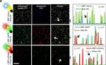 Mouse IgG (H+L) Highly Cross-Adsorbed Secondary Antibody in Immunocytochemistry (ICC/IF)