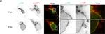 Mouse IgG (H+L) Cross-Adsorbed Secondary Antibody in Immunomicroscopy (IM)