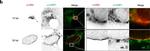 Mouse IgG (H+L) Cross-Adsorbed Secondary Antibody in Immunomicroscopy (IM)