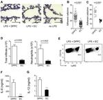 CD11c Antibody in Flow Cytometry (Flow)