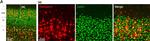 Rat IgG (H+L) Cross-Adsorbed Secondary Antibody in Immunohistochemistry (PFA fixed) (IHC (PFA))