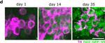 Mouse IgG (H+L) Highly Cross-Adsorbed Secondary Antibody in Immunohistochemistry (PFA fixed) (IHC (PFA))