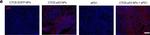 Mouse IgG (H+L) Secondary Antibody in Immunocytochemistry (ICC/IF)