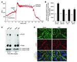 VPS34 Antibody in Western Blot, Immunoprecipitation (WB, IP)