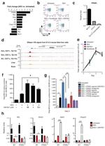 CD71 (Transferrin Receptor) Antibody in Flow Cytometry (Flow)