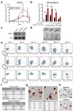 CD235a (Glycophorin A) Antibody in Flow Cytometry (Flow)