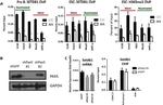 PAX5 Antibody