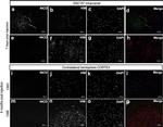 Goat IgG (H+L) Highly Cross-Adsorbed Secondary Antibody in Immunohistochemistry (Paraffin) (IHC (P))