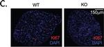 Rabbit IgG (H+L) Highly Cross-Adsorbed Secondary Antibody in Immunocytochemistry (ICC/IF)