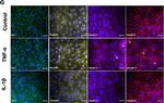 Rabbit IgG (H+L) Highly Cross-Adsorbed Secondary Antibody in Immunocytochemistry (ICC/IF)