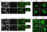 Rabbit IgG (H+L) Highly Cross-Adsorbed Secondary Antibody in Immunocytochemistry (ICC/IF)