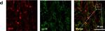 Rat IgG (H+L) Highly Cross-Adsorbed Secondary Antibody in Immunohistochemistry (Frozen) (IHC (F))