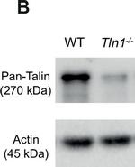 Rabbit IgG (H+L) Cross-Adsorbed Secondary Antibody in Western Blot (WB)