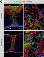 Rat IgG (H+L) Highly Cross-Adsorbed Secondary Antibody in Immunohistochemistry (IHC)