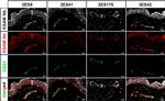 Goat IgG (H+L) Cross-Adsorbed Secondary Antibody in Immunohistochemistry (Frozen) (IHC (F))