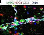 Rat IgG (H+L) Highly Cross-Adsorbed Secondary Antibody in Immunohistochemistry (Frozen) (IHC (F))