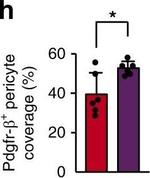 Goat IgG (H+L) Cross-Adsorbed Secondary Antibody in Immunohistochemistry (Frozen) (IHC (F))