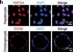 Goat IgG (H+L) Cross-Adsorbed Secondary Antibody in Immunocytochemistry (ICC/IF)