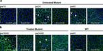 Rabbit IgG (H+L) Cross-Adsorbed Secondary Antibody in Immunohistochemistry (PFA fixed) (IHC (PFA))