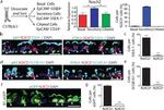 FOXJ1 Antibody in Immunocytochemistry (ICC/IF)