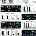 SSEA1 Antibody in Flow Cytometry (Flow)