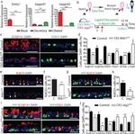 SSEA1 Antibody in Immunocytochemistry (ICC/IF)