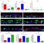 SSEA1 Antibody in Immunohistochemistry (Frozen) (IHC (F))