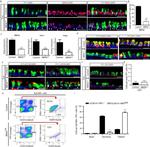 SSEA1 Antibody in Immunocytochemistry, Flow Cytometry (ICC/IF, Flow)