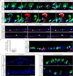 SSEA1 Antibody in Immunohistochemistry (IHC)