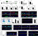 SSEA1 Antibody in Flow Cytometry (Flow)