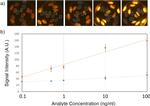 IL-17A Antibody in Immunocytochemistry, Radioimmune assays, In vitro Assay (ICC/IF, RIA, IV)