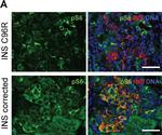 Guinea Pig IgG (H+L) Highly Cross-Adsorbed Secondary Antibody in Immunohistochemistry (Paraffin) (IHC (P))