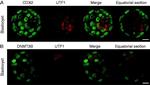 Rabbit IgG (H+L) Highly Cross-Adsorbed Secondary Antibody in Immunohistochemistry (PFA fixed) (IHC (PFA))