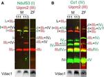 Rabbit IgG (H+L) Cross-Adsorbed Secondary Antibody in Western Blot (WB)