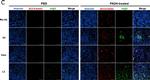 Mouse IgG1 Cross-Adsorbed Secondary Antibody in Immunohistochemistry (Paraffin) (IHC (P))