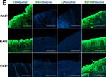 Mouse IgG1 Cross-Adsorbed Secondary Antibody in Immunohistochemistry (Paraffin) (IHC (P))