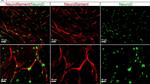 Mouse IgG (H+L) Cross-Adsorbed Secondary Antibody in Immunocytochemistry (ICC/IF)